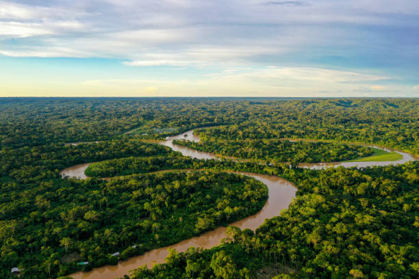 aerial view over a tropical forest with a river in the amazon rainforest